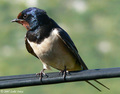 Lasta(Hirundo …