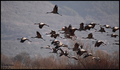 Ždral (grus gr…