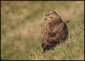 Škanjac (Buteo…