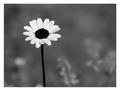 A Black Daisy …