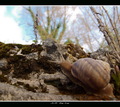 Hiking Snail