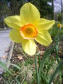 Narcis