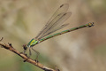 Lestes viridis