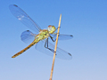 sympetrum fons…