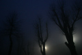 light fog tree
