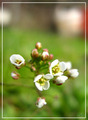 rusomača