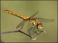 Sympetrum sang…