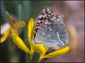 Argynnis pando…