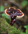 Ganoderma carn…