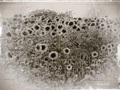 Suncokreti