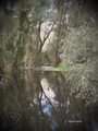 Refleksije