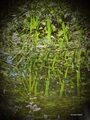 Refleksije_:_