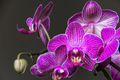 orhidej