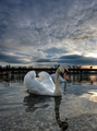 Swan