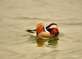 Mandarin duck