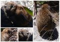 dassie x4