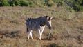 jos jedna zebra