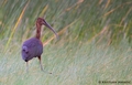 Blistavi ibis …