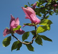 MAGNOLIJA