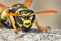 Wasp