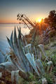 Agave