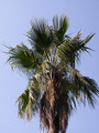 Washingtonia r&hellip;