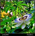 Passiflora