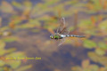 DRAGONFLY...