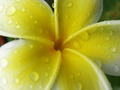 Frangipani