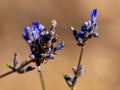 lavanda boje o…