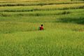 Rice field