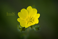 yellow flower