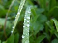 DewDrop