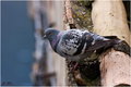 Golub (Columba…