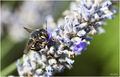 Lavanda