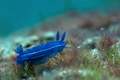 Hypselodoris o…