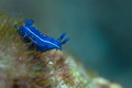 Hypselodoris o…