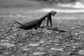 Mantis religio…