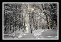 snow forest