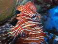 lion fish