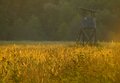 fields of gold