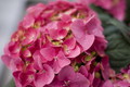 Hydrangea