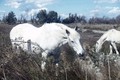 Camargue 06