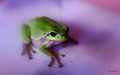 Green frog