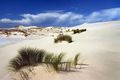 Mangawhai Dunes