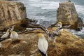 Gannets