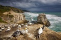 Muriwai Cliffs 