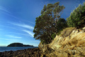 Pohutukawa