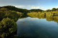 Mangroves