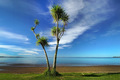 Cabbage Tree